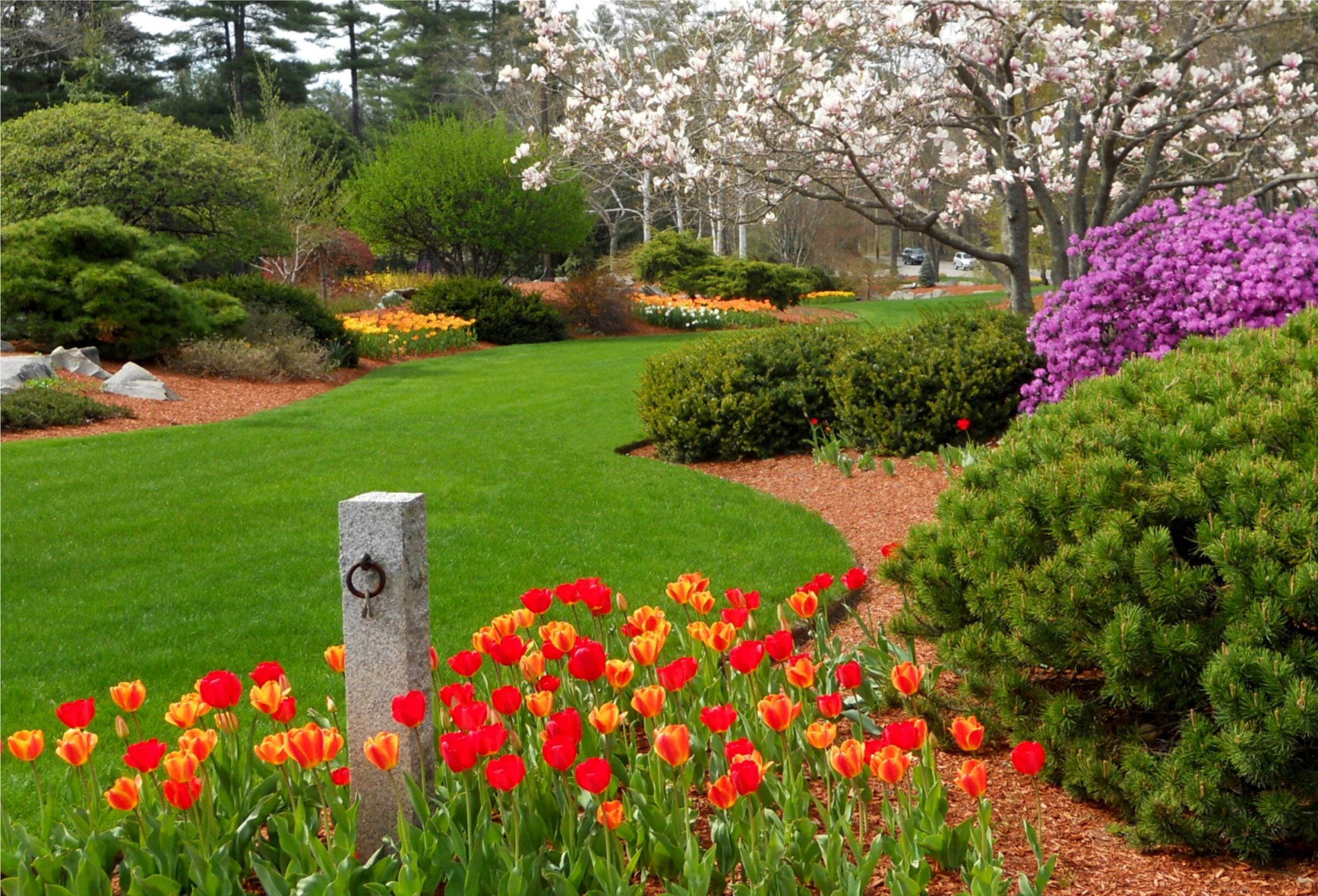 A landscaped garden features vibrant tulips, maintained greenery, blooming trees, and a stone marker, creating a serene and colorful outdoor scene.