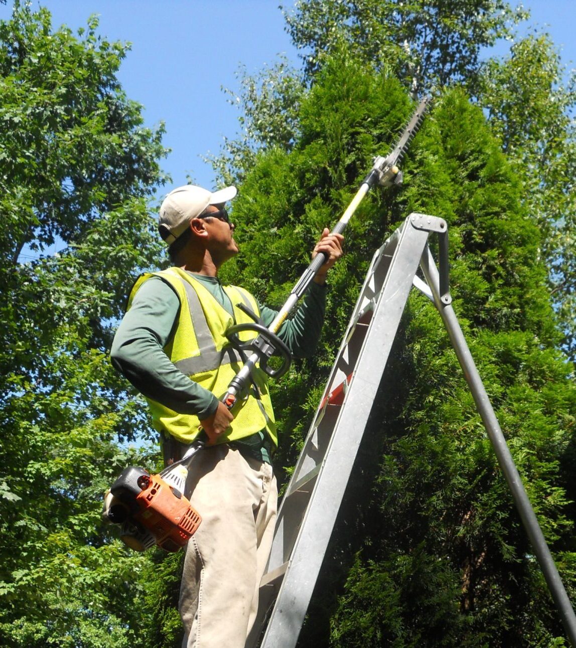 A person on a ladder trims tall hedges. They're equipped with gardening tools in a residential garden setting under clear skies.