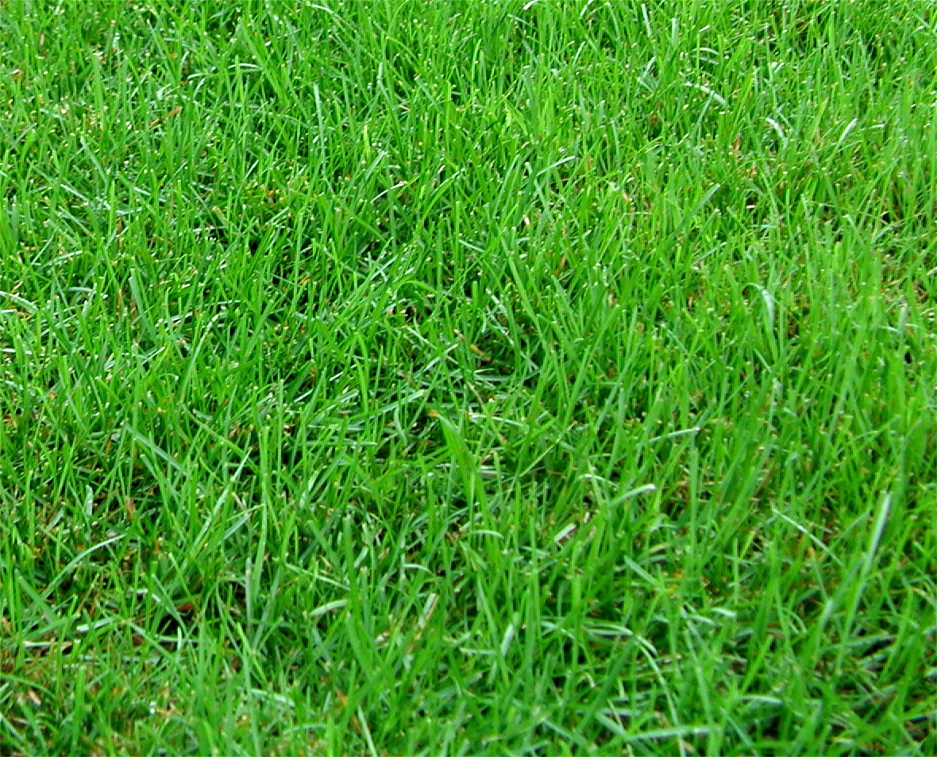 Close-up image of lush, green grass covering the ground. The blades of grass are dense, vibrant, and appear freshly maintained. No additional elements are visible.