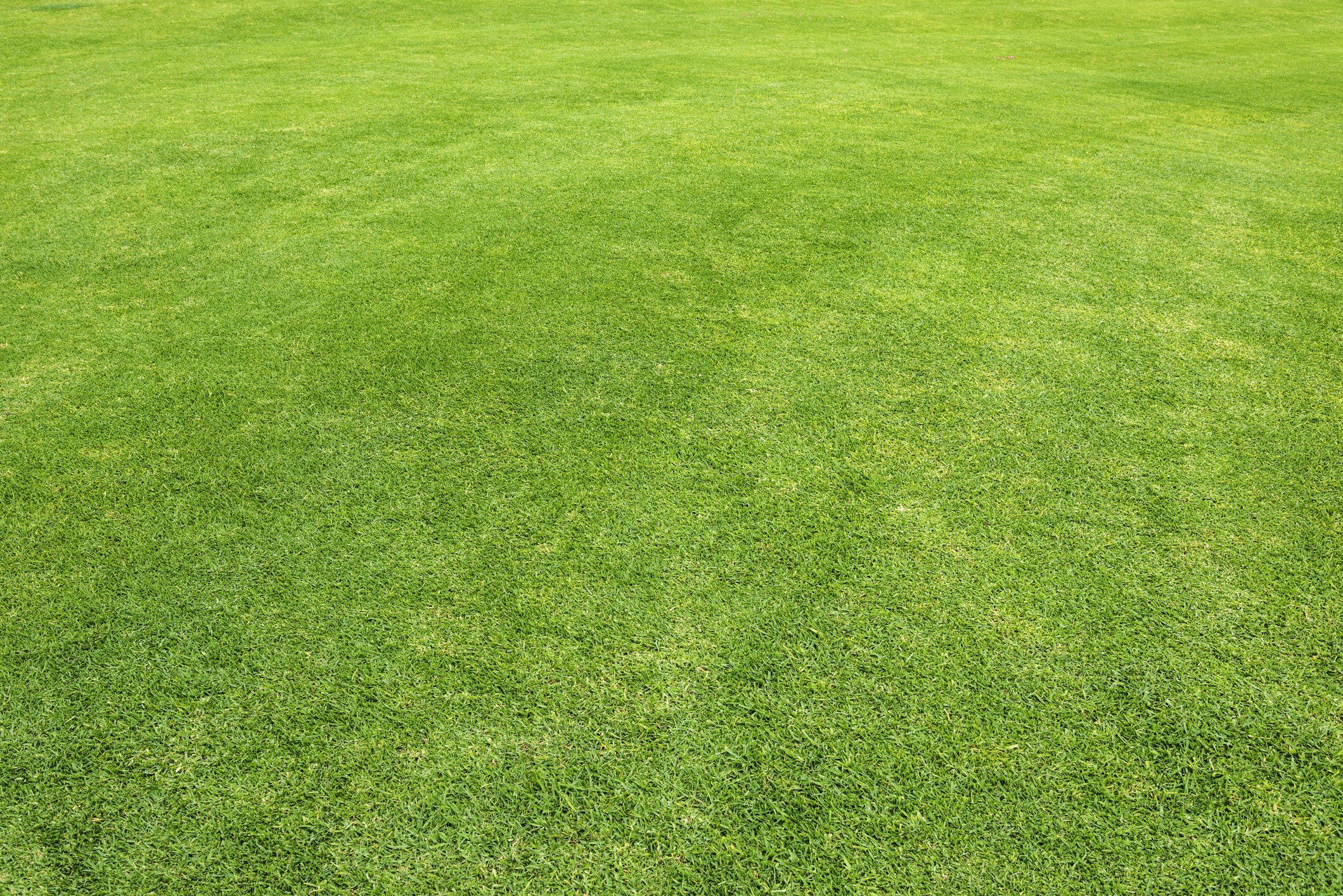 A vibrant, expansive grassy field under natural sunlight, showcasing well-maintained green turf. There are no people or structures visible in the scene.