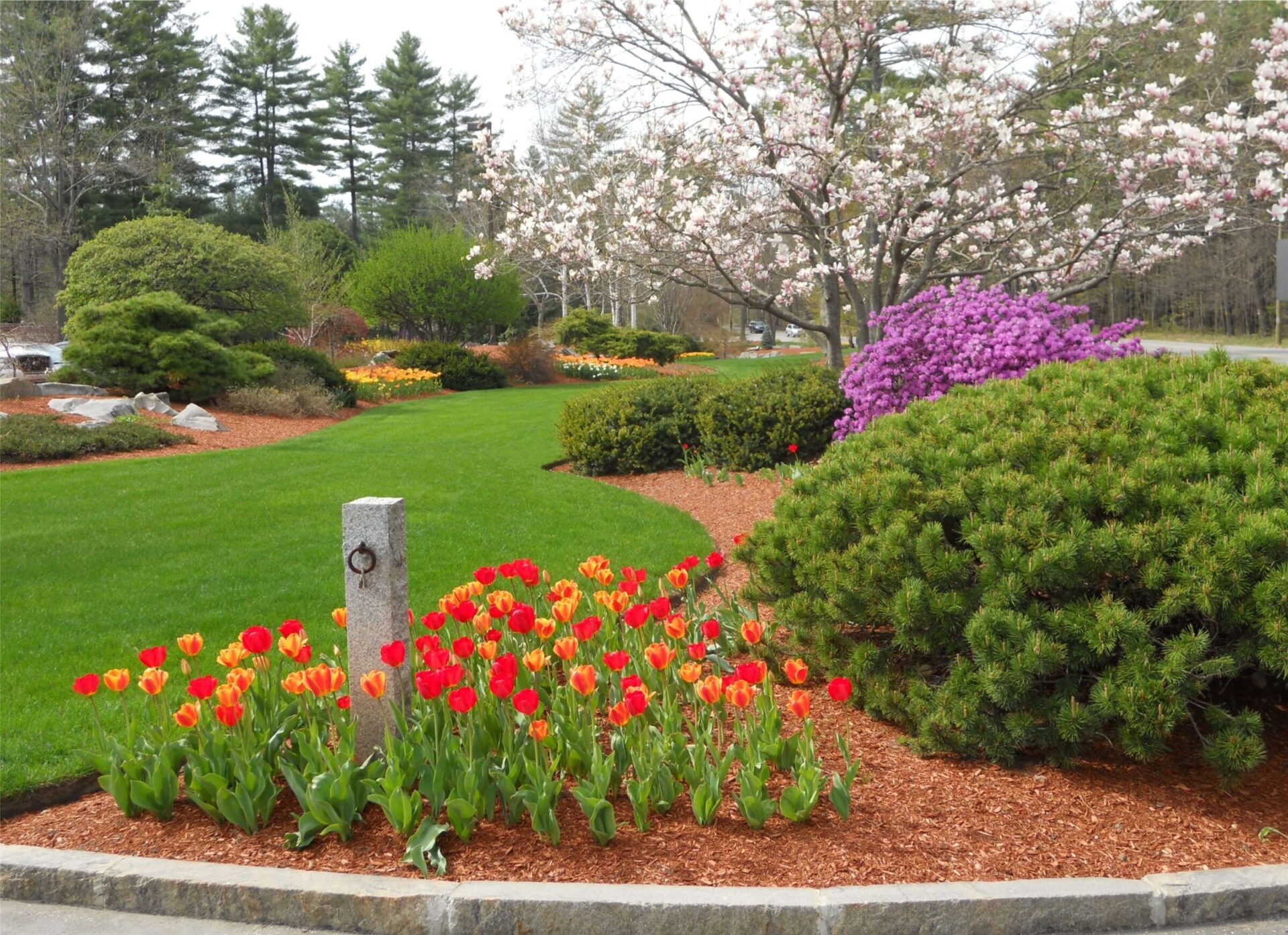 A beautifully landscaped garden features vibrant red tulips, blooming trees, and manicured greenery, creating a serene, colorful outdoor setting under a clear sky.