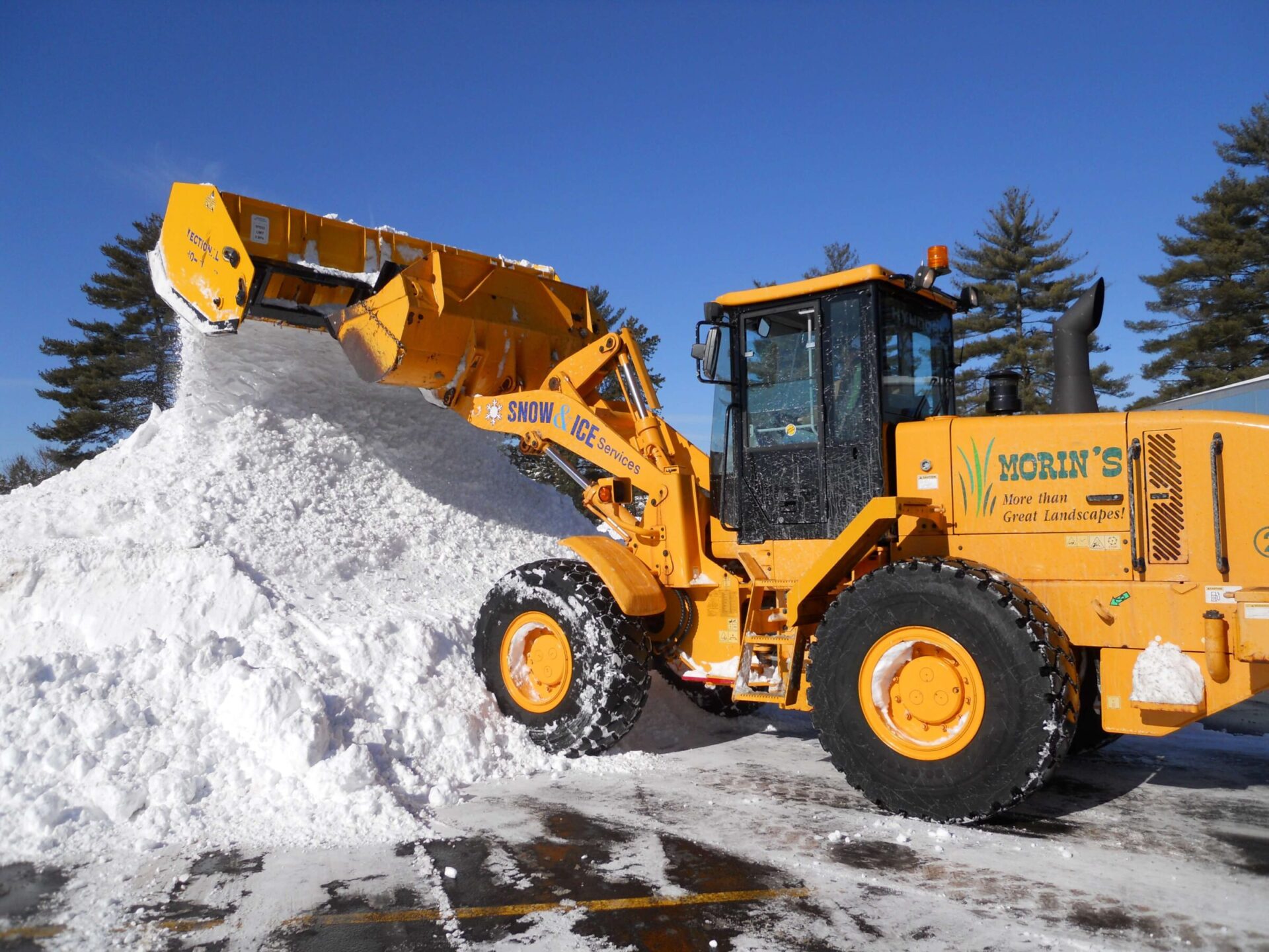 A bright yellow snowplow moves a large pile of snow under a clear blue sky, surrounded by tall pine trees.