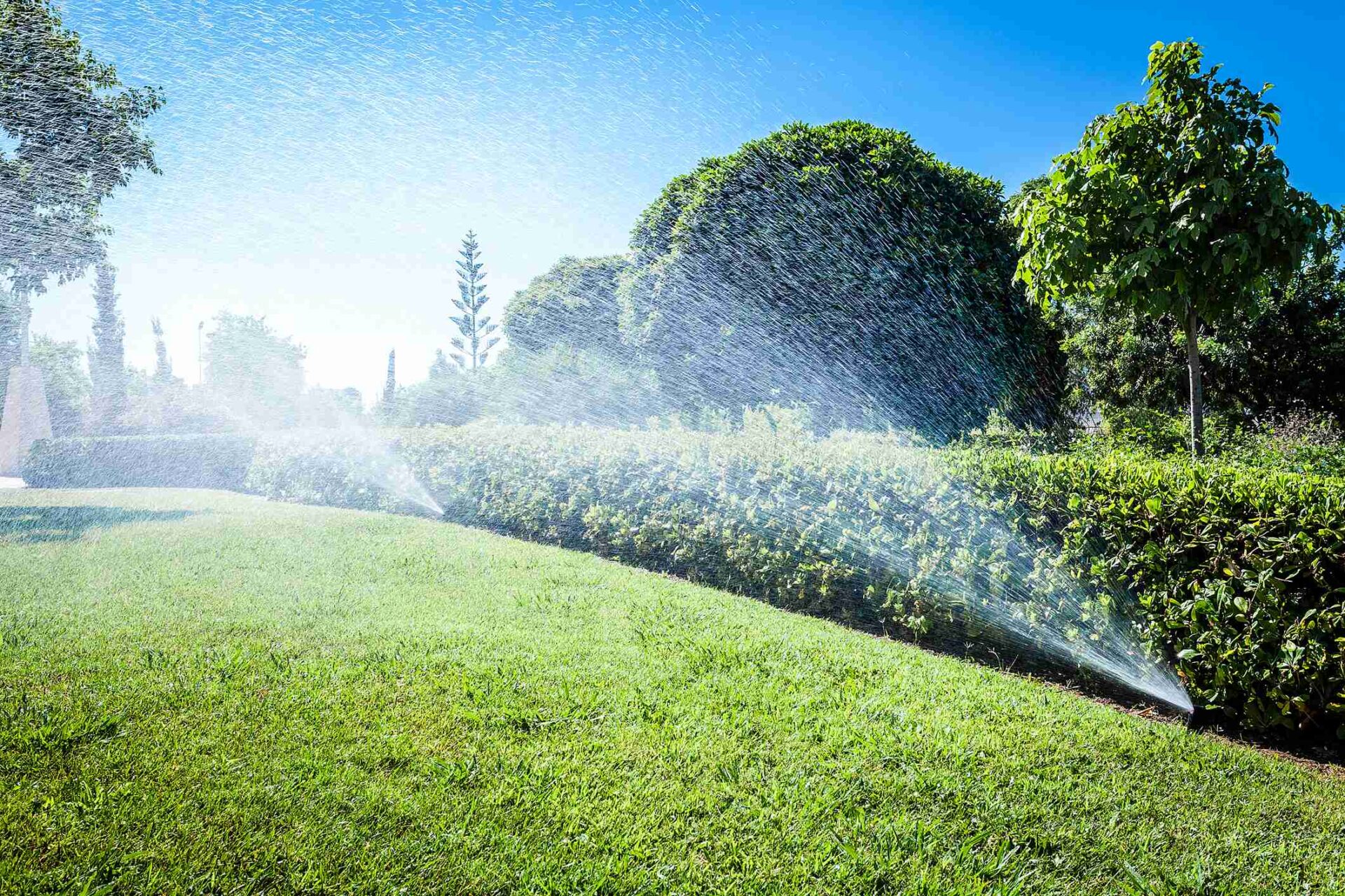 A sunny garden scene with sprinklers watering green grass and neatly trimmed hedges, surrounded by lush trees under a clear blue sky.